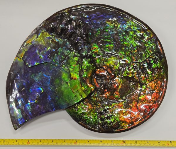 Gem Ammolite Ammonite #1 -14.4" wide - Image 2