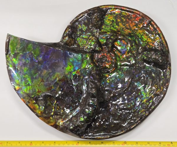 Gem Ammolite Ammonite #1 -14.4" wide - Image 4
