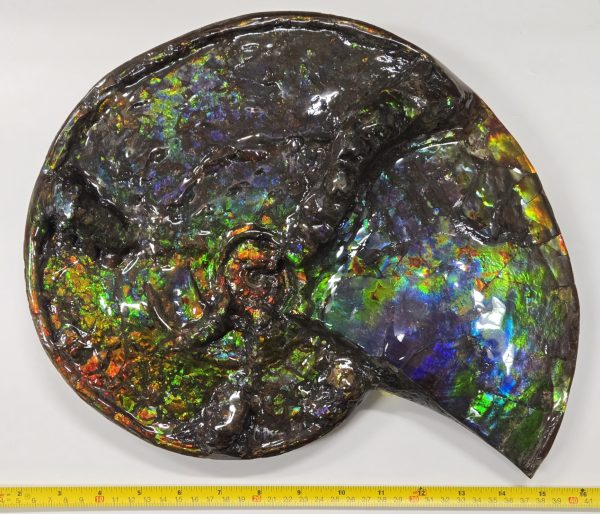 Gem Ammolite Ammonite #1 -14.4" wide - Image 5