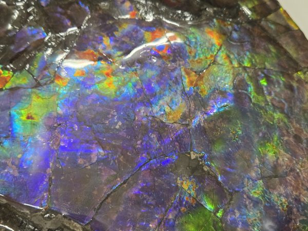 Gem Ammolite Ammonite #1 -14.4" wide - Image 6