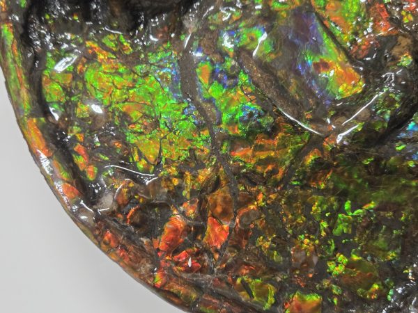 Gem Ammolite Ammonite #1 -14.4" wide - Image 7