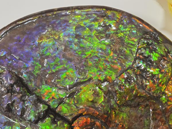 General Cretaceous Age Ammolite Ammonite Fossils From Canada For Sale #1-14.4"wide