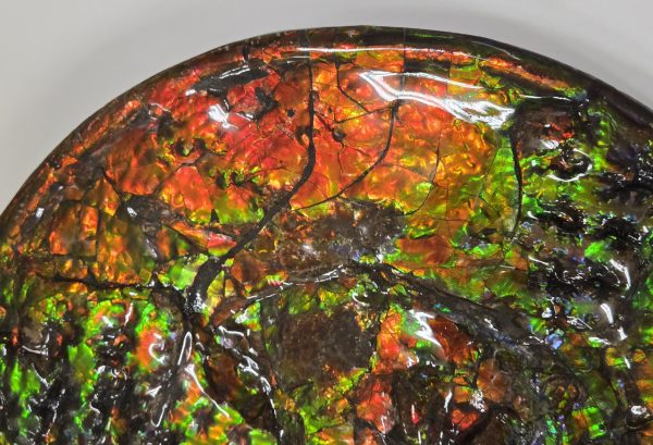 General Cretaceous Age Ammolite Ammonite Fossils From Canada For Sale #1-14.4"