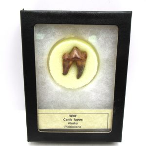 Genuine Pleistocene Age Canis lupus Gray Wolf Tooth Specimen from Alaska for Sale #1