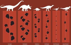 Ornithopod