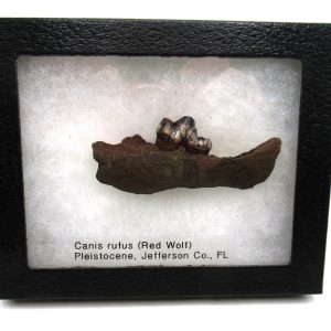 Genuine Pleistocene Age Canis rufus Red Wolf Tooth in Jaw Section Specimen from Florida for Sale #2