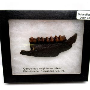 Genuine Pleistocene Odocoileus Deer Jaw Specimen from Florida for Sale #23