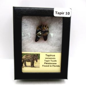 Genuine Pleistocene Age Taprius veroensis Tooth Specimen from Florida for Sale #10