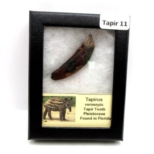 Genuine Pleistocene Age Taprius veroensis Tooth Specimen from Florida for Sale #11