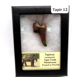 Genuine Pleistocene Age Taprius veroensis Tooth Specimen from Florida for Sale #12
