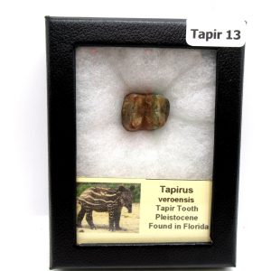Genuine Pleistocene Age Taprius veroensis Tooth Specimen from Florida for Sale #13