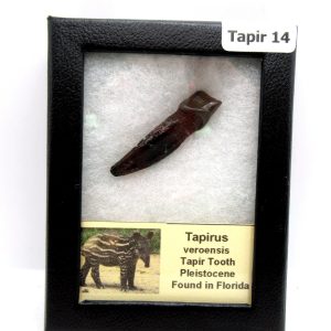 Genuine Pleistocene Age Taprius veroensis Tooth Specimen from Florida for Sale #14