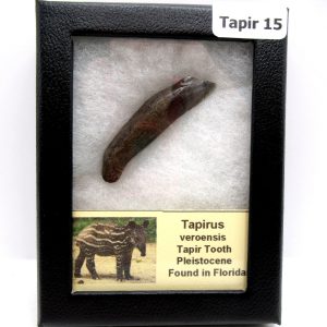 Genuine Pleistocene Age Taprius veroensis Tooth Specimen from Florida for Sale #15