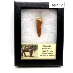 Genuine Pleistocene Age Taprius veroensis Tooth Specimen from Florida for Sale #17