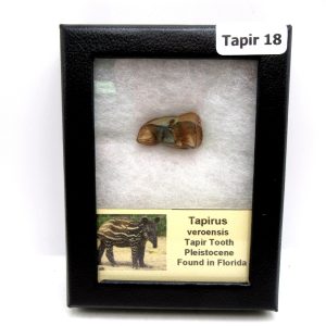 Genuine Pleistocene Age Taprius veroensis Tooth Specimen from Florida for Sale #18