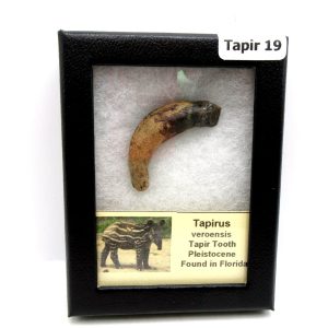 Genuine Pleistocene Age Taprius veroensis Tooth Specimen from Florida for Sale #19