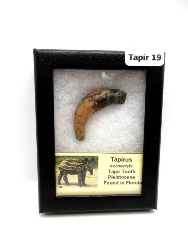 Genuine Pleistocene Age Taprius veroensis Tooth Specimen from Florida for Sale #19