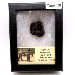 Genuine Pleistocene Age Taprius veroensis Tooth Specimen from Florida for Sale #20