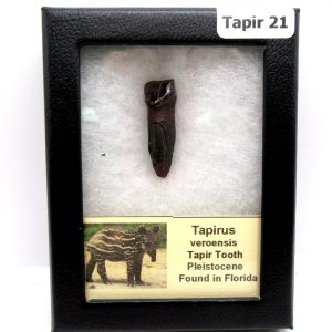 Genuine Pleistocene Age Taprius veroensis Tooth Specimen from Florida for Sale #21