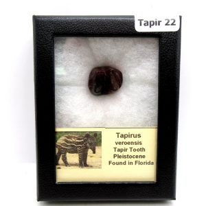 Genuine Pleistocene Age Taprius veroensis Tooth Specimen from Florida for Sale #22