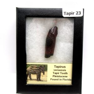 Genuine Pleistocene Age Taprius veroensis Tooth Specimen from Florida for Sale #23