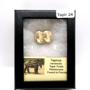 Genuine Pleistocene Age Taprius veroensis Tooth Specimen from Florida for Sale #24