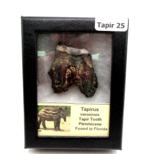 Genuine Pleistocene Age Taprius veroensis Tooth Specimen from Florida for Sale #25