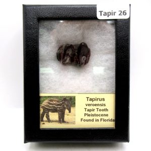 Genuine Pleistocene Age Taprius veroensis Tooth Specimen from Florida for Sale #26