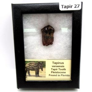 Genuine Pleistocene Age Taprius veroensis Tooth Specimen from Florida for Sale #27