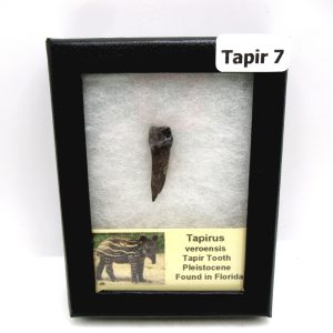 Genuine Pleistocene Age Taprius veroensis Tooth Specimen from Florida for Sale #7