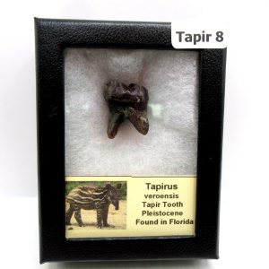 Genuine Pleistocene Age Taprius veroensis Tooth Specimen from Florida for Sale #8
