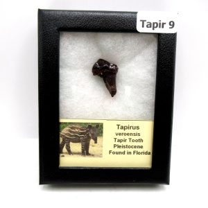 Genuine Pleistocene Age Taprius veroensis Tooth Specimen from Florida for Sale #9
