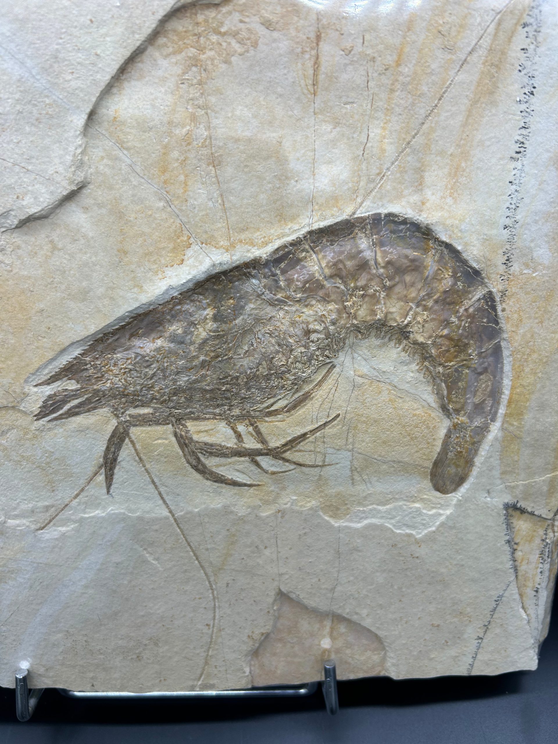 Fossil Shrimp 1 | Fossils for Sale Genuine Jurassic Age Solnhofen Shrimp Fossil for Sale from Germany #SS88-1