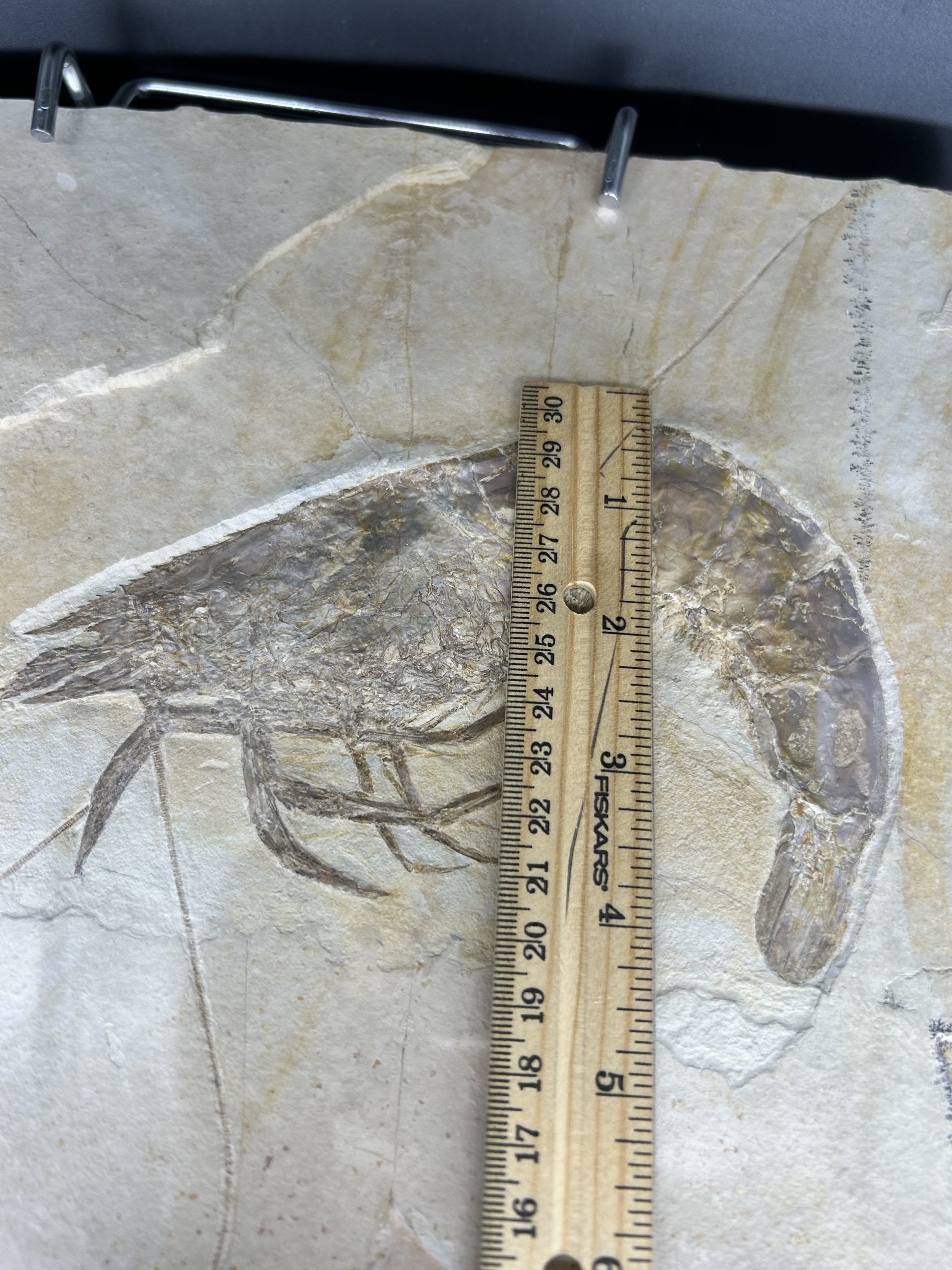 Fossil Shrimp 3 | Fossils for Sale Genuine Jurassic Age Solnhofen Shrimp Fossil for Sale from Germany #SS88-3