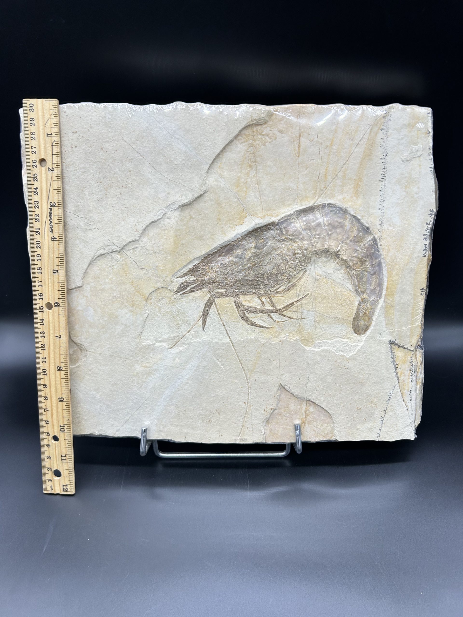 Fossil Shrimp 4 | Fossils for Sale Genuine Jurassic Age Solnhofen Shrimp Fossil for Sale from Germany #SS88-4