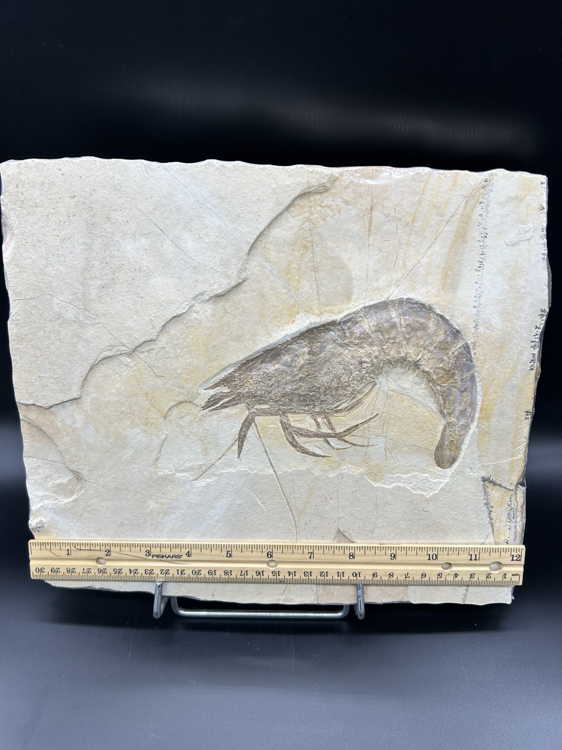 Fossil Shrimp 5 | Fossils for Sale Genuine Jurassic Age Solnhofen Shrimp Fossil for Sale from Germany #SS88-5