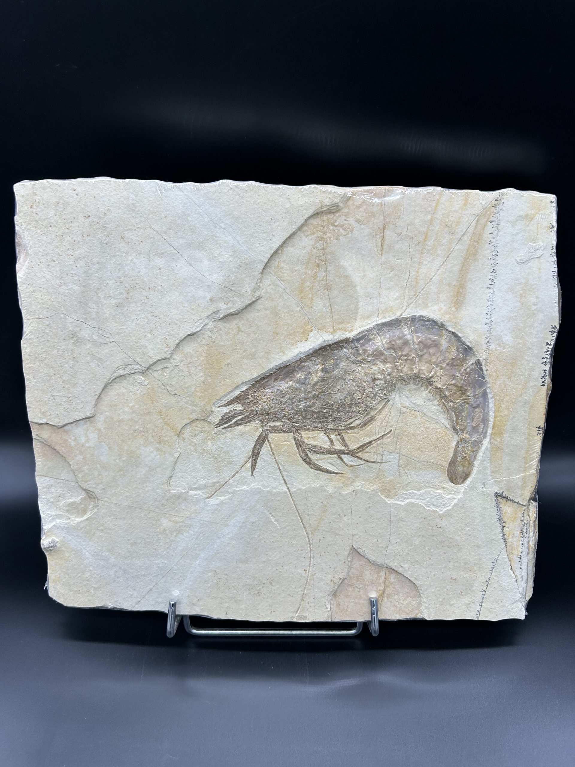 Fossil Shrimp 6 | Fossils for Sale Genuine Jurassic Age Solnhofen Shrimp Fossil for Sale from Germany #SS88-6