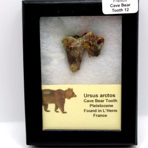 Cave Bear Tooth - L'Herm France #12