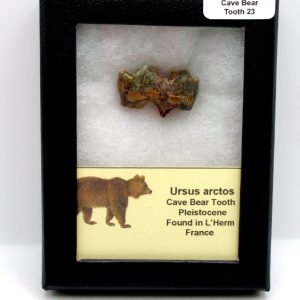 Cave Bear Tooth - L'Herm France #23