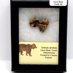 Cave Bear Tooth - L'Herm France #24