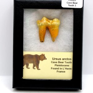 Cave Bear Tooth - L'Herm France #3