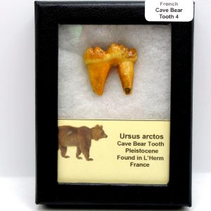 Cave Bear Tooth - L'Herm France #4