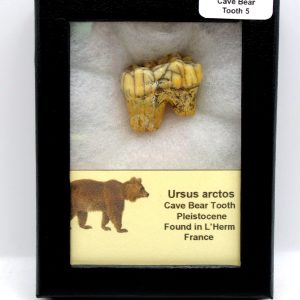 Cave Bear Tooth - L'Herm France #5