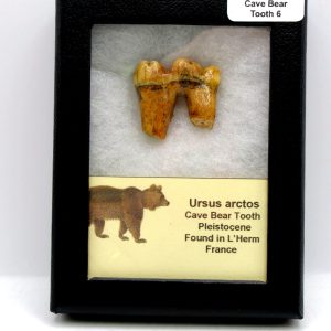 Cave Bear Tooth - L'Herm France #6