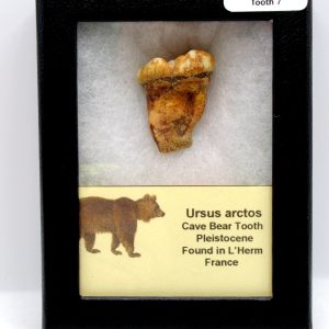 Cave Bear Tooth - L'Herm France #7