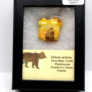 Cave Bear Tooth - L'Herm France #9