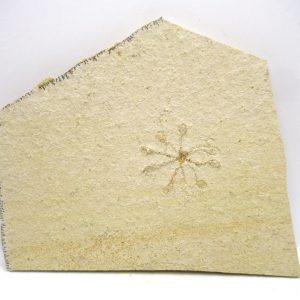 Genuine Solnhofen Saccocoma Floating Crinoid for Sale from Germany #43