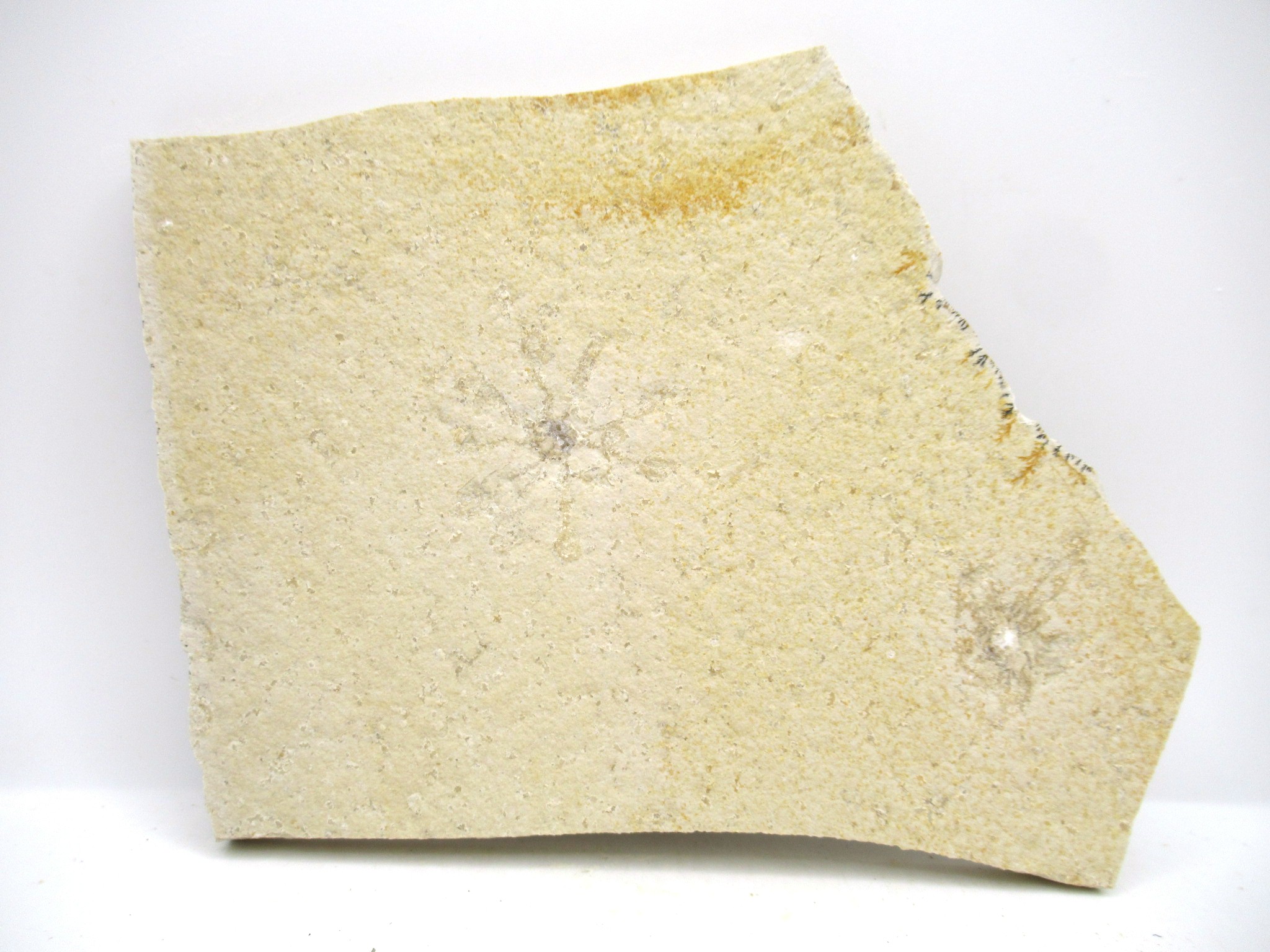 German Solnhofen Jurassic Saccocoma Floating Crinoid 49 | Fossils for Sale Genuine Jurassic Age Solnhofen Saccocoma Floating Crinoid for Sale from Germany #49