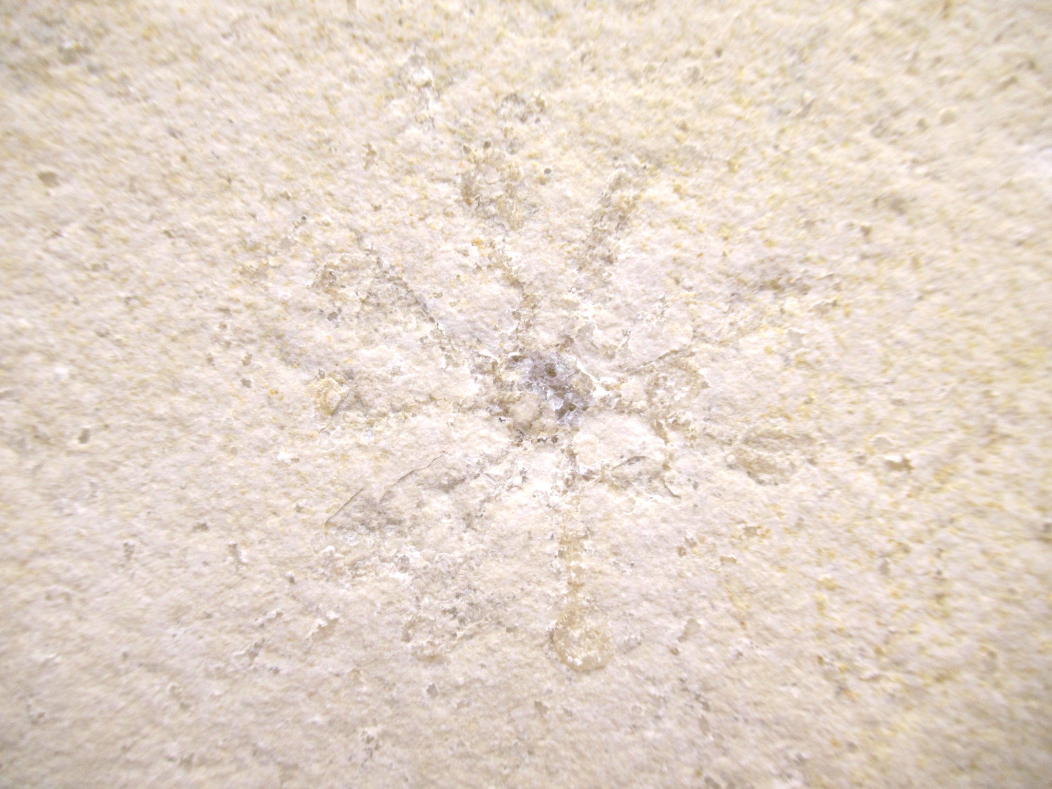 German Solnhofen Jurassic Saccocoma Floating Crinoid 49a | Fossils for Sale Genuine Jurassic Age Solnhofen Saccocoma Floating Crinoid for Sale from Germany #49a