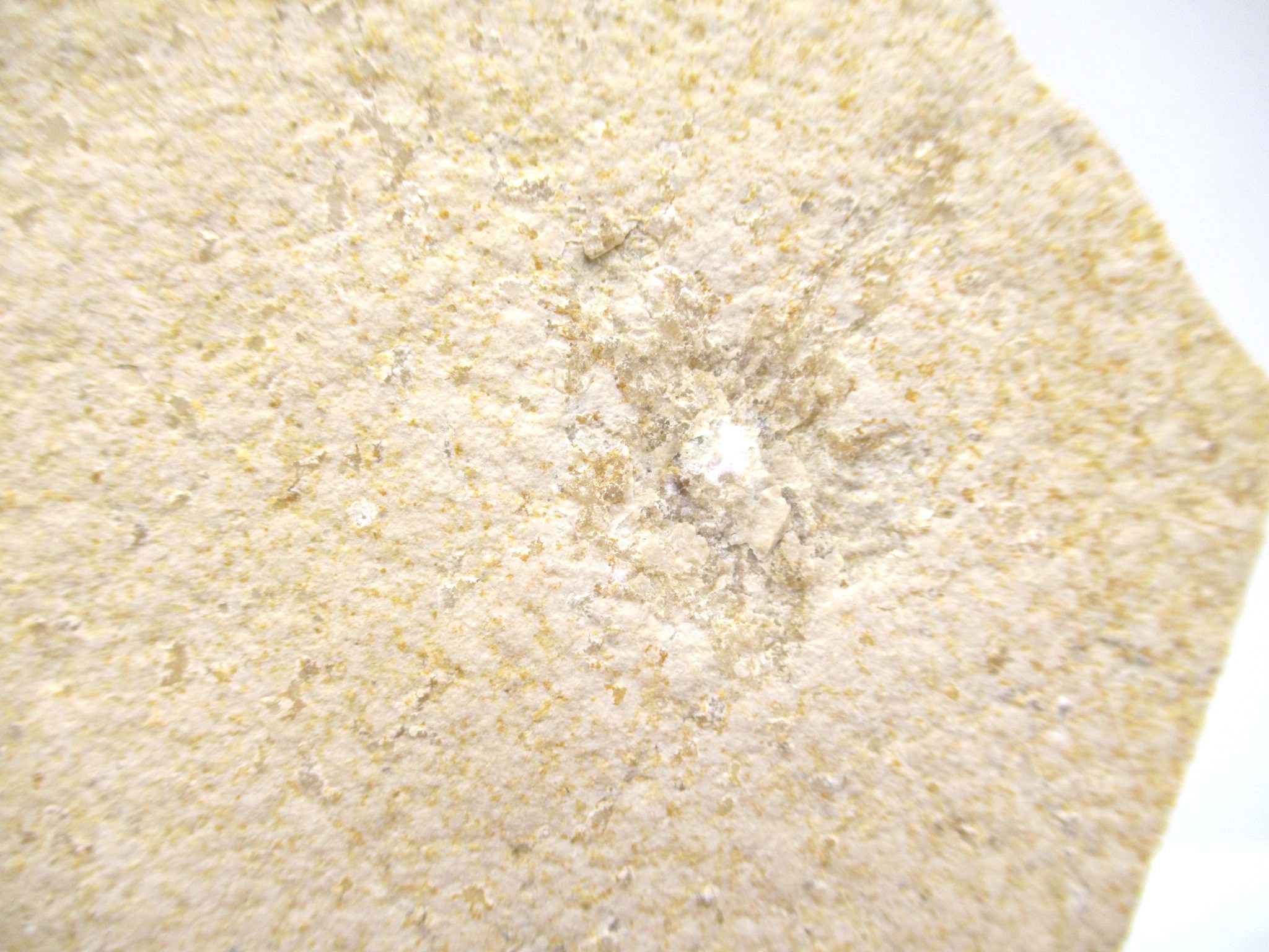 German Solnhofen Jurassic Saccocoma Floating Crinoid 49b | Fossils for Sale Genuine Jurassic Age Solnhofen Saccocoma Floating Crinoid for Sale from Germany #49b